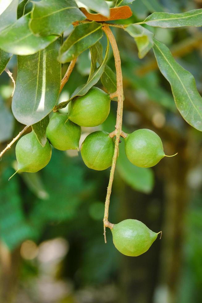 Macadamianussbaum - frische grüne rohe Macadamia hängen am Ast und grünes Blatt in der Gartenfrucht foto