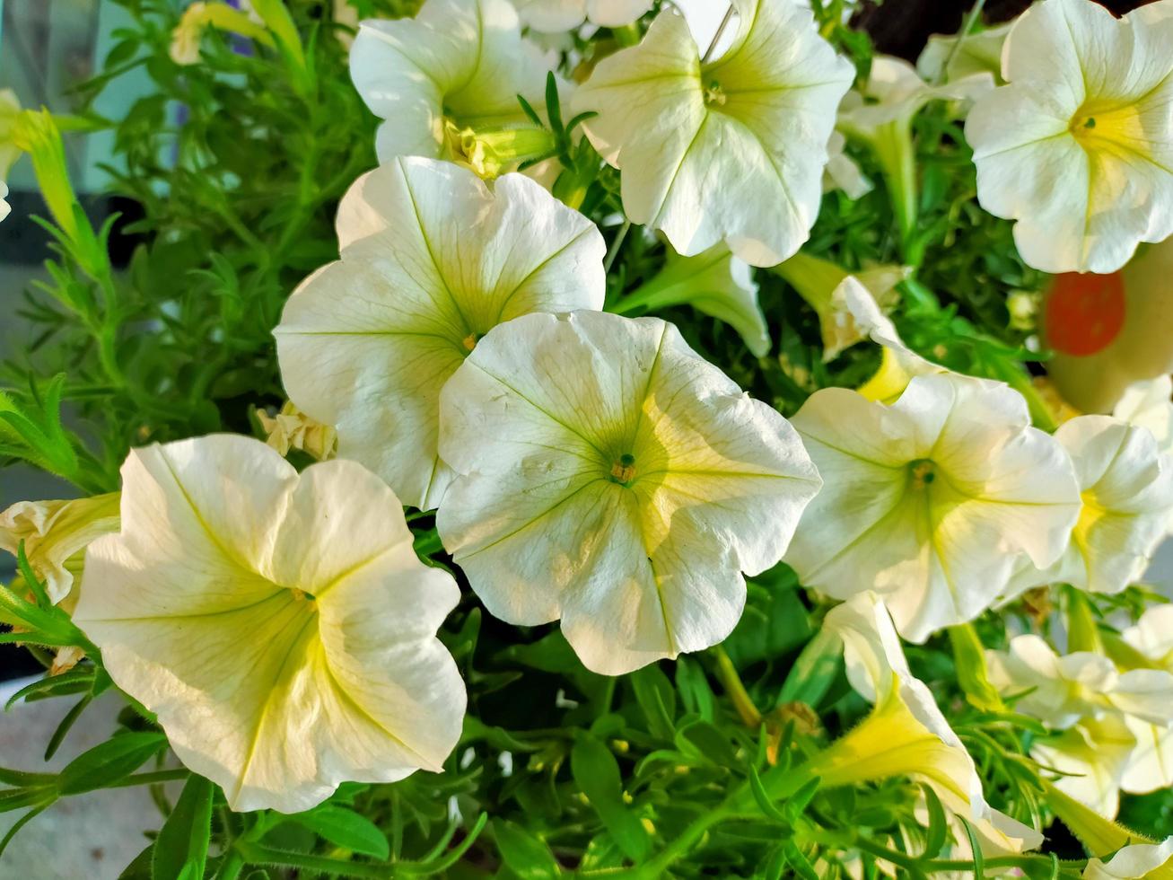 die Blüte bunte Blumen und Pflanzen im Garten und Wald foto