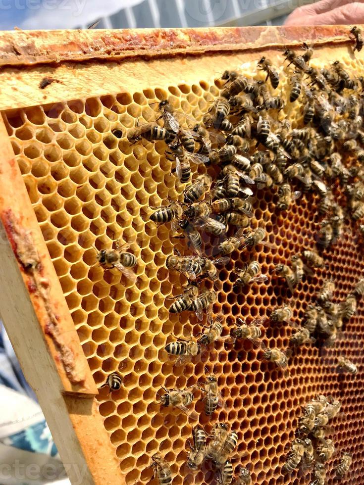 geflügelte Biene fliegt langsam zu Waben und sammelt Nektar foto