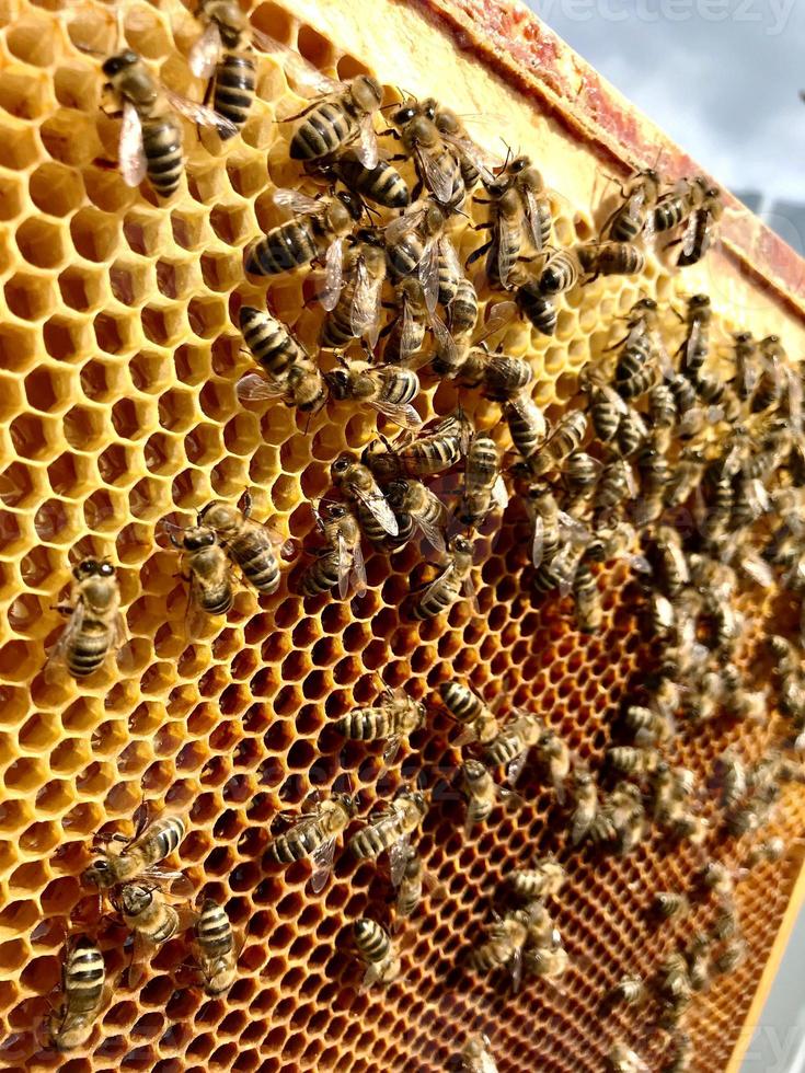 geflügelte Biene fliegt langsam zu Waben und sammelt Nektar foto