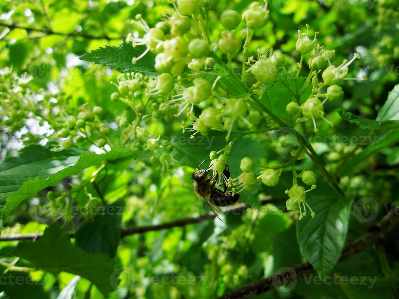 geflügelte Biene fliegt langsam zur Pflanze, sammelt Nektar für Honig foto