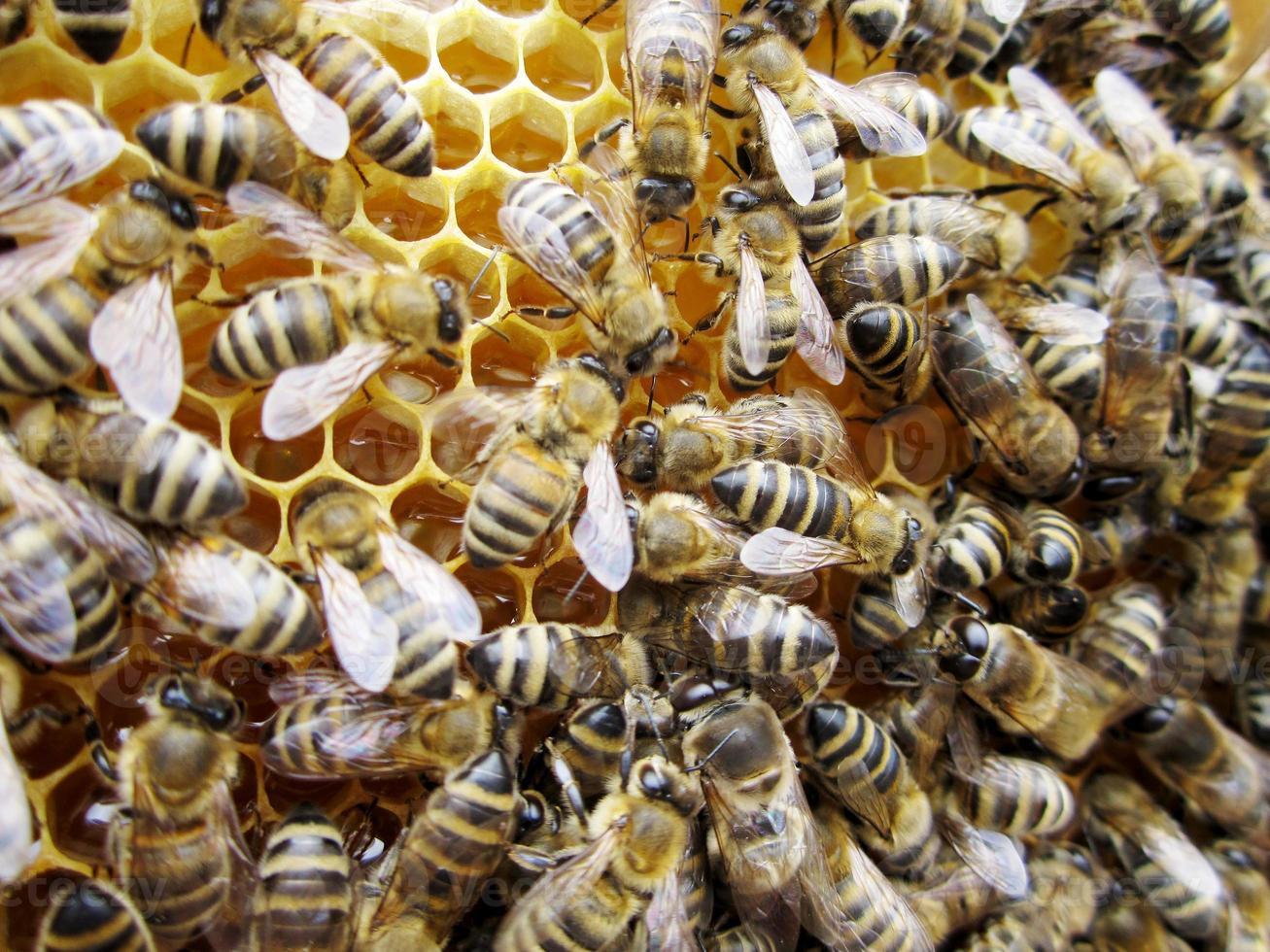 abstrakte Sechseckstruktur ist Wabe aus Bienenstock foto