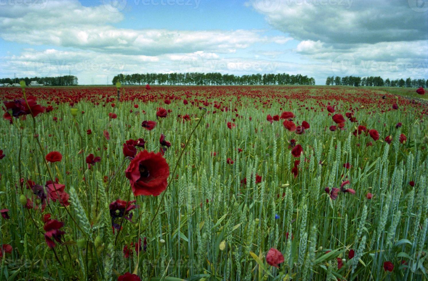 blühender Blumenmohn mit grünen Blättern, lebende natürliche Natur foto