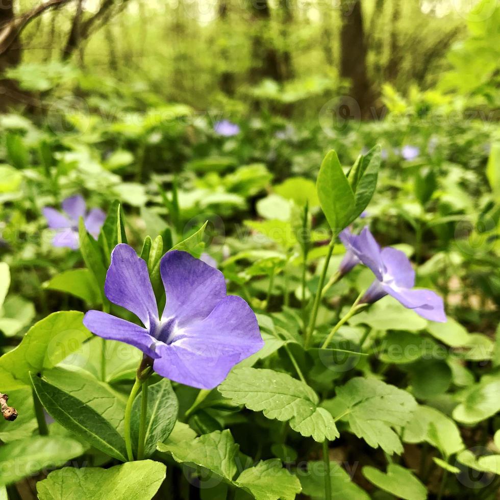 blühende schöne blume mit grünen blättern, lebende natürliche natur foto