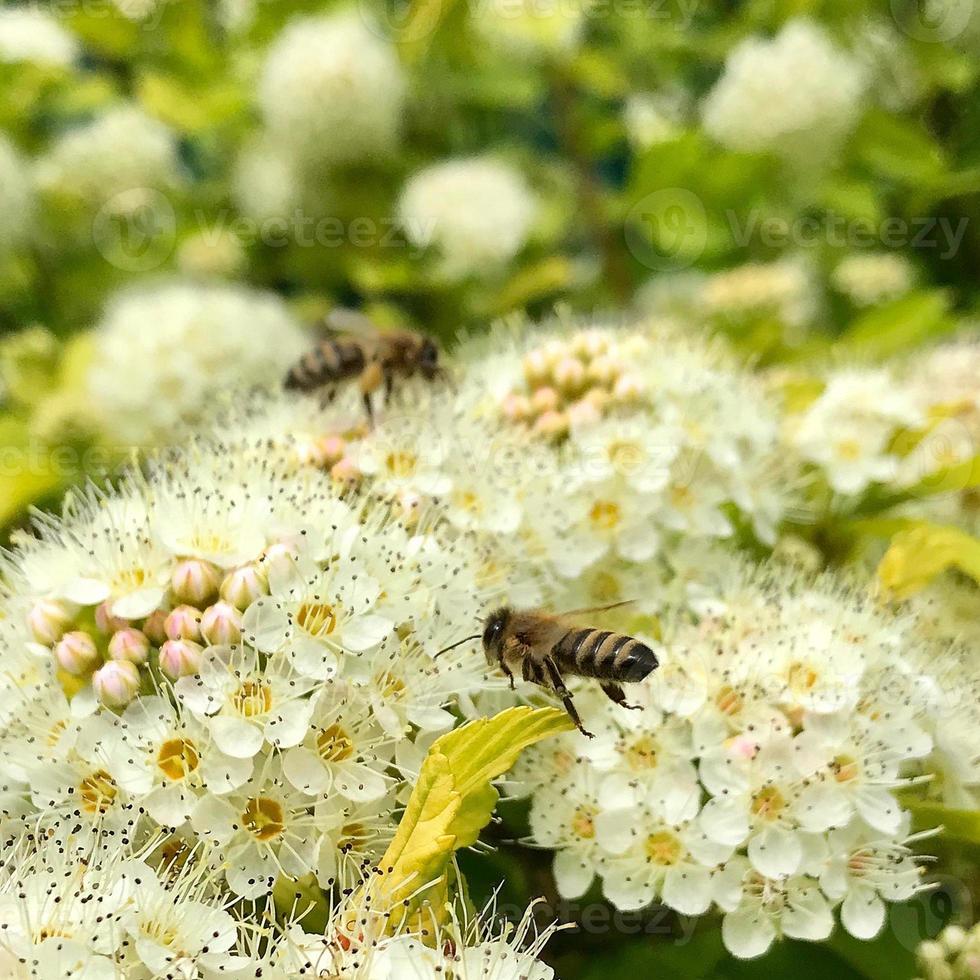 geflügelte Biene fliegt langsam zur Pflanze, sammelt Nektar für Honig auf privatem Bienenstand von Blume foto