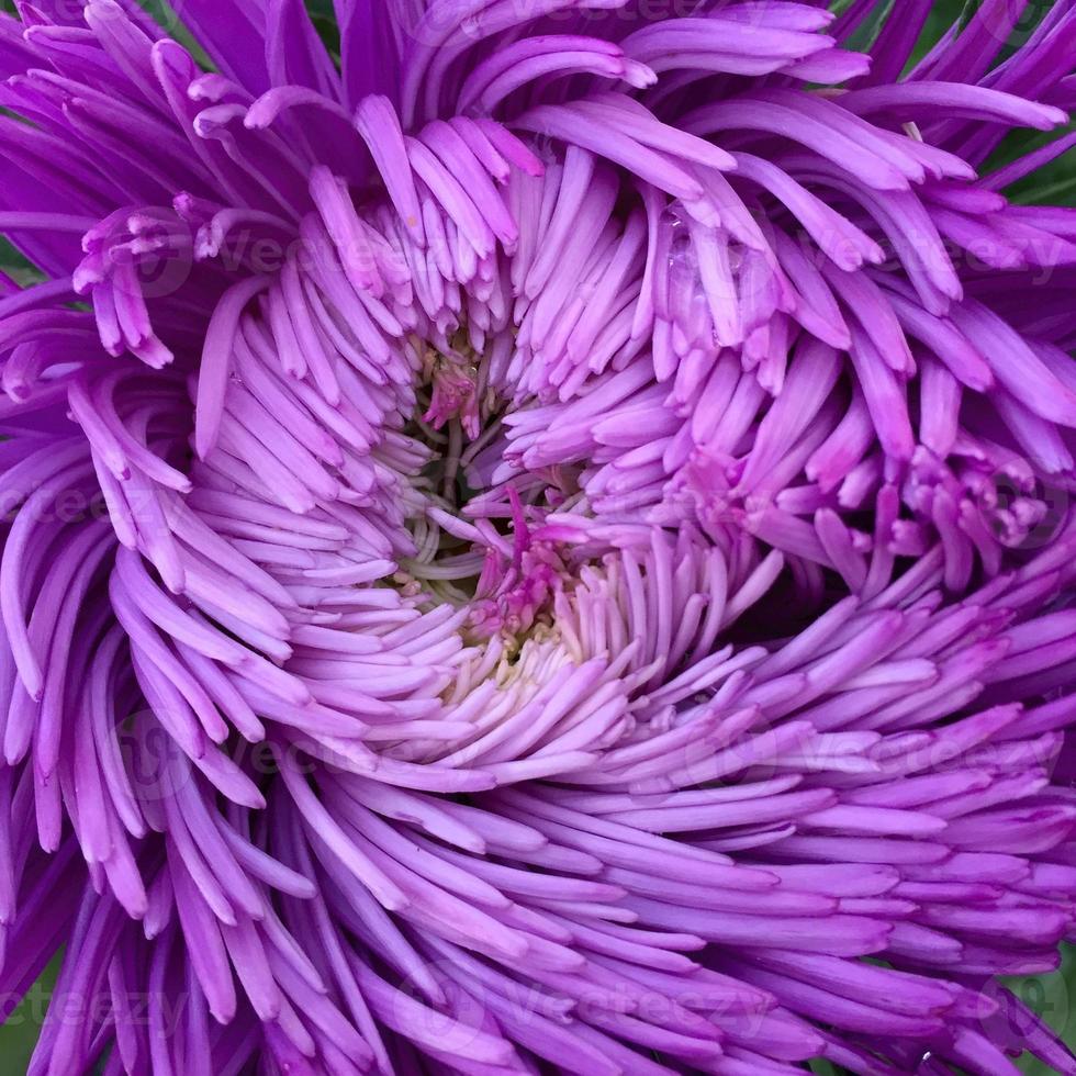 blühende schöne blume mit grünen blättern, lebende natürliche natur foto