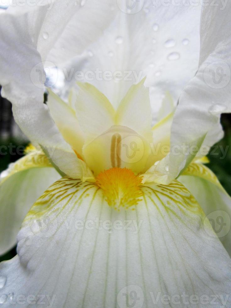 wilde Schönheitsblume mit blühendem Nektar foto