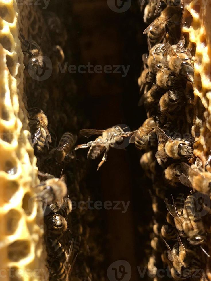 natürliche sechseckige Wabe aus Bienenstock gefüllt foto