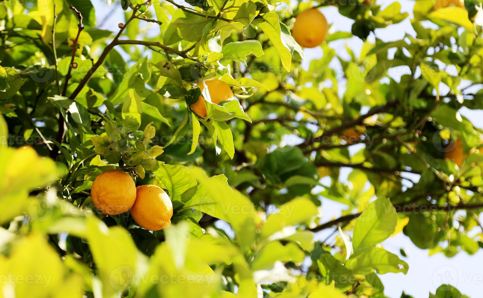 Bündel frische gelbe reife Zitronen auf Zitronenbaum foto