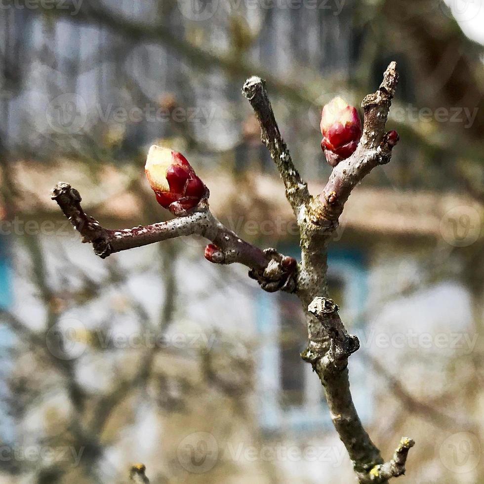 schöner lebender Baum mit vielen Blättern an Ästen ragen aus der Holzpflanze heraus foto