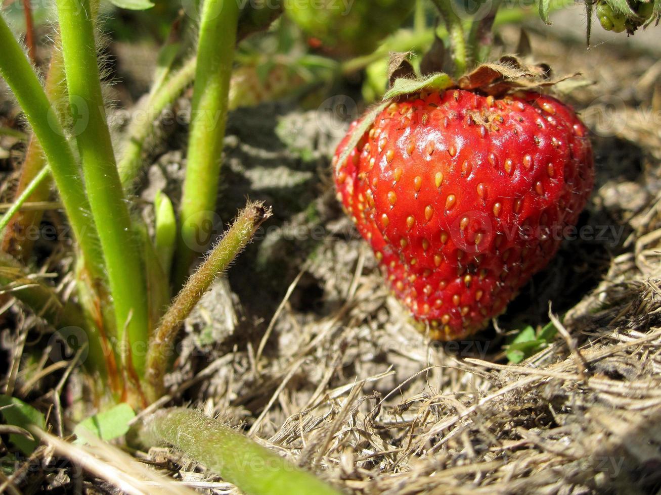 ganze reife beere rote erdbeere foto