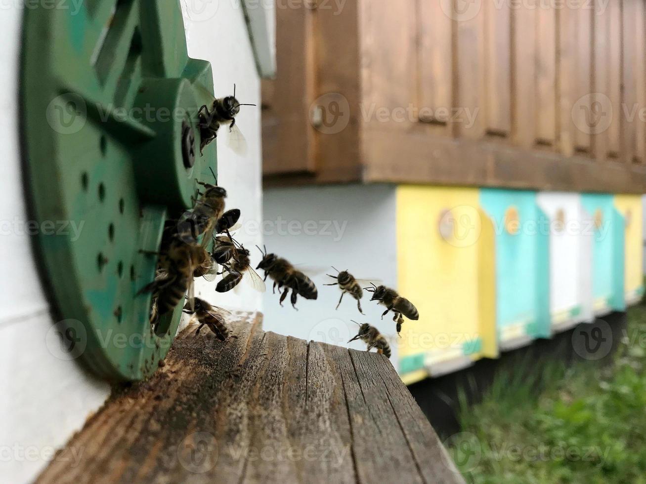geflügelte Biene fliegt langsam zum Bienenstock Sammelt Nektar für Honig foto