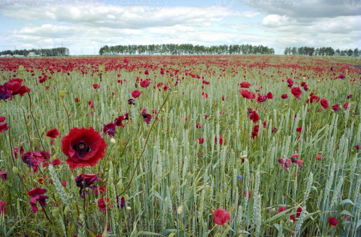 blühender Blumenmohn mit grünen Blättern, lebende natürliche Natur foto