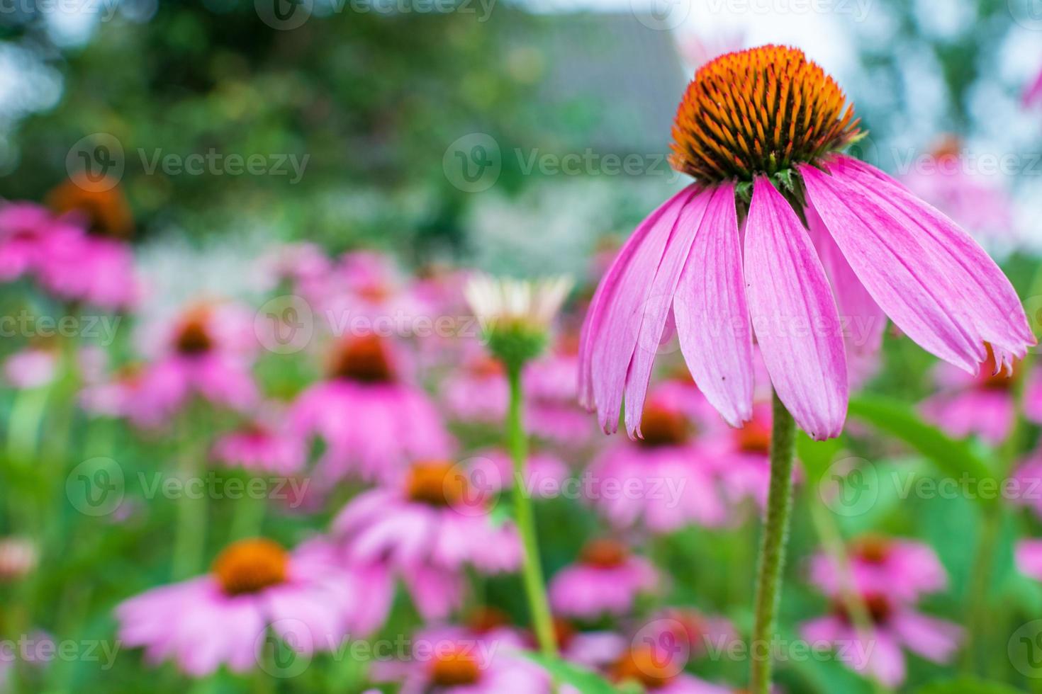 blühende Blume Echinacea mit Blättern foto