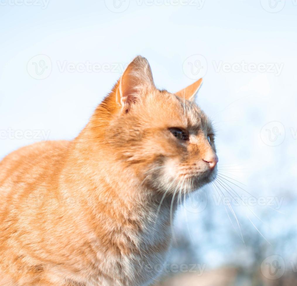 rote Katze schaut aufmerksam zur Seite. foto