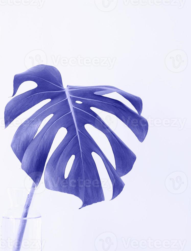 Nahaufnahme von Monstera-Blatt mit sehr Peri-Farbe getönt. minimale neutrale florale Komposition foto