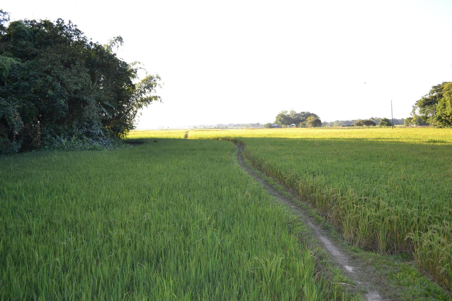 grüne Naturlandschaft. Weg im Feld foto