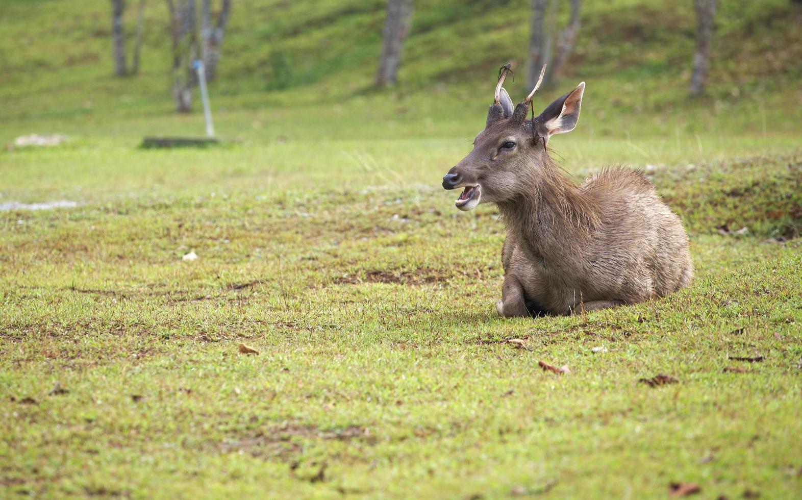 Rehe sitzen auf Gras foto