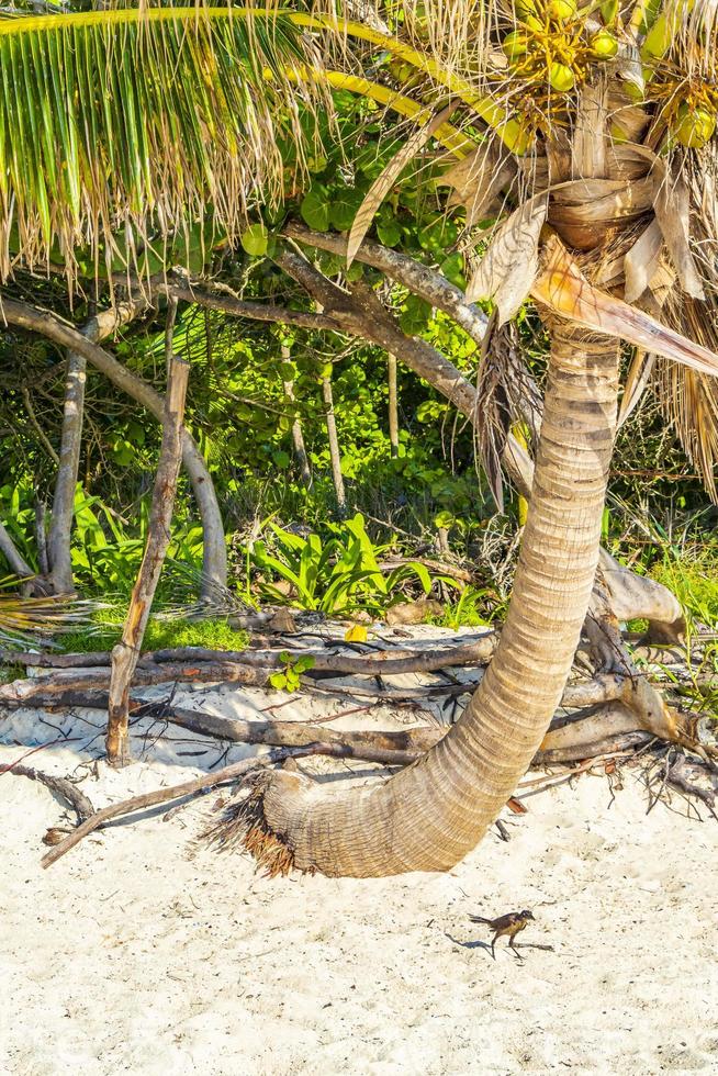 tropische abfallende Palme blauer Himmel Playa del Carmen Mexiko. foto