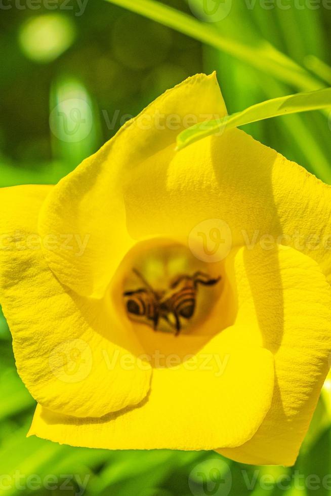 Honigbienen klettern in Mexiko in die gelbe Oleanderblüte. foto