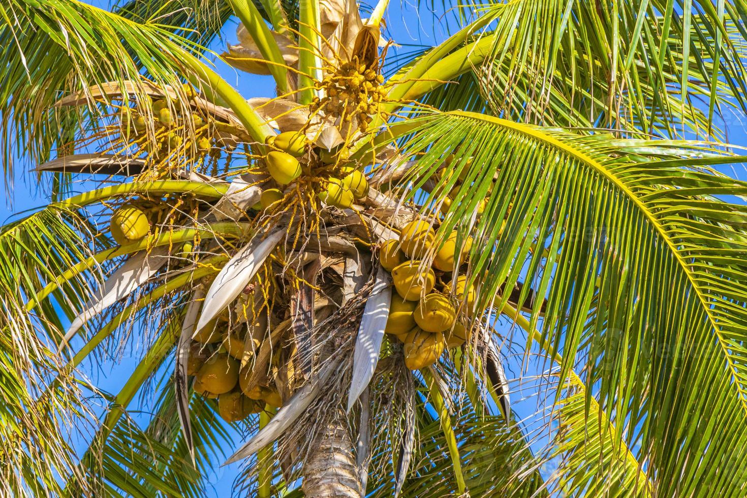 tropische Palme mit blauem Himmel Playa del Carmen Mexiko. foto