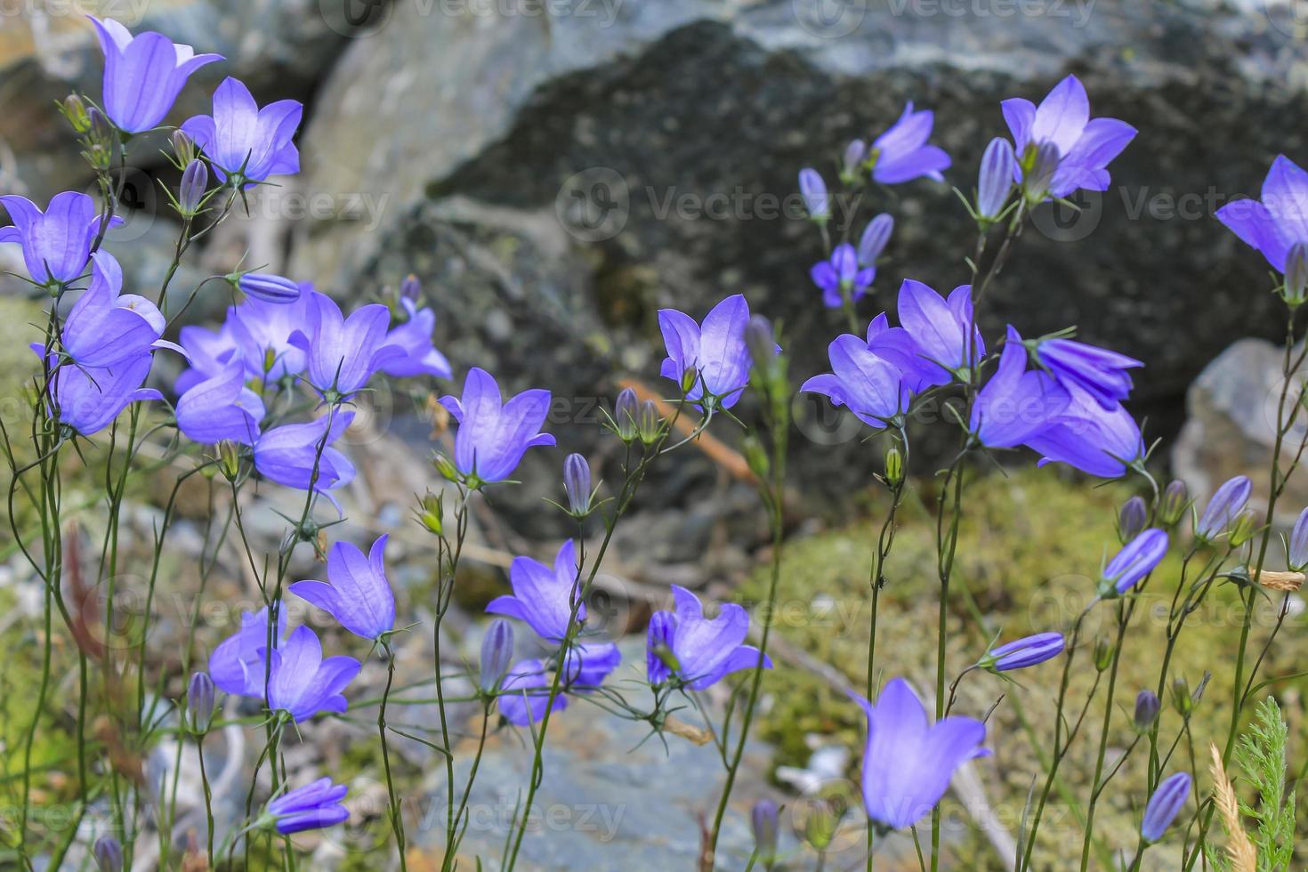 schöne Wiesenblume, lila Geranie. sommerlandschaft, hemsedal norwegen. foto