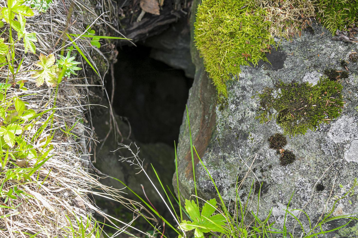 Loch im Felsen zwischen Steinen mit Moos in Norwegen. foto