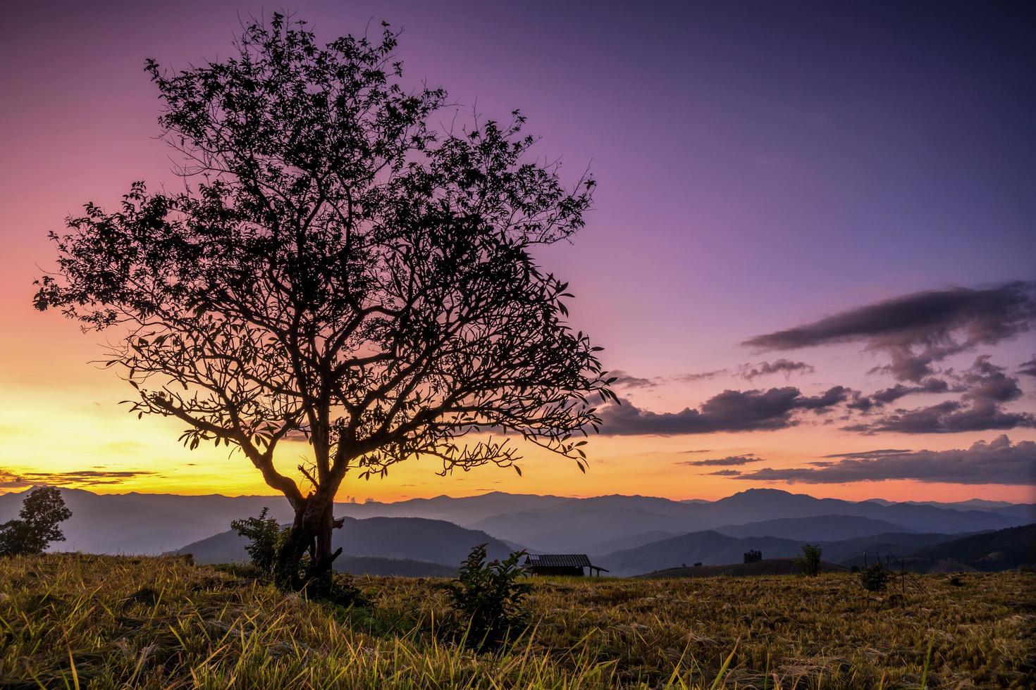 Silhouette einsamer Baum. foto