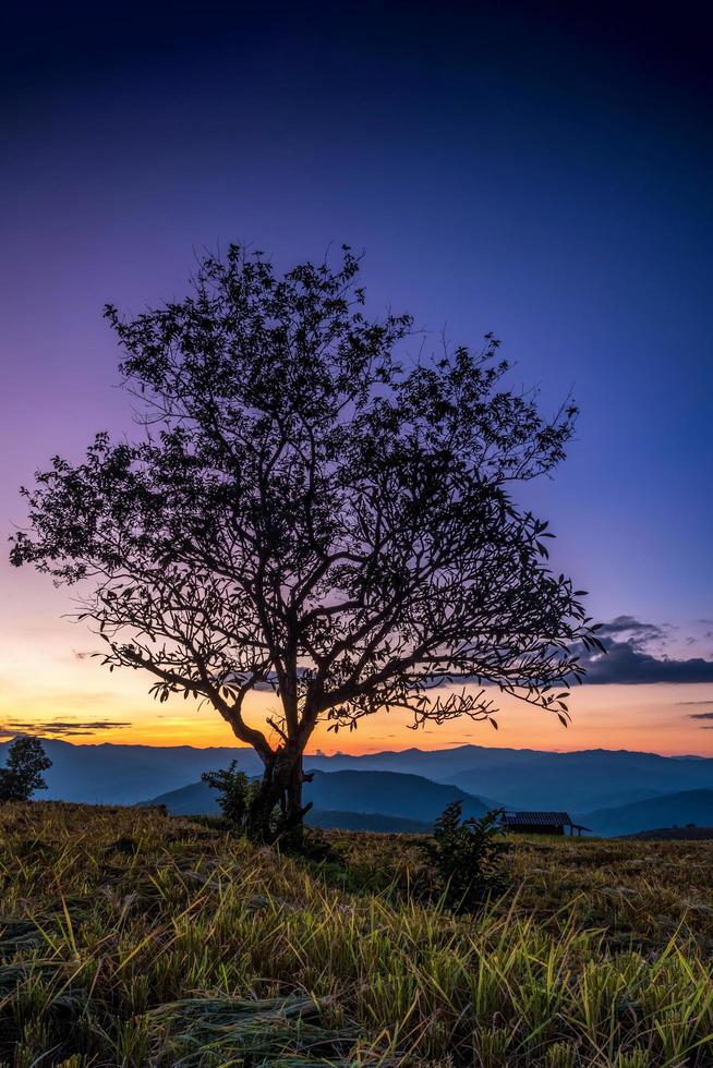 Silhouette einsamer Baum. foto