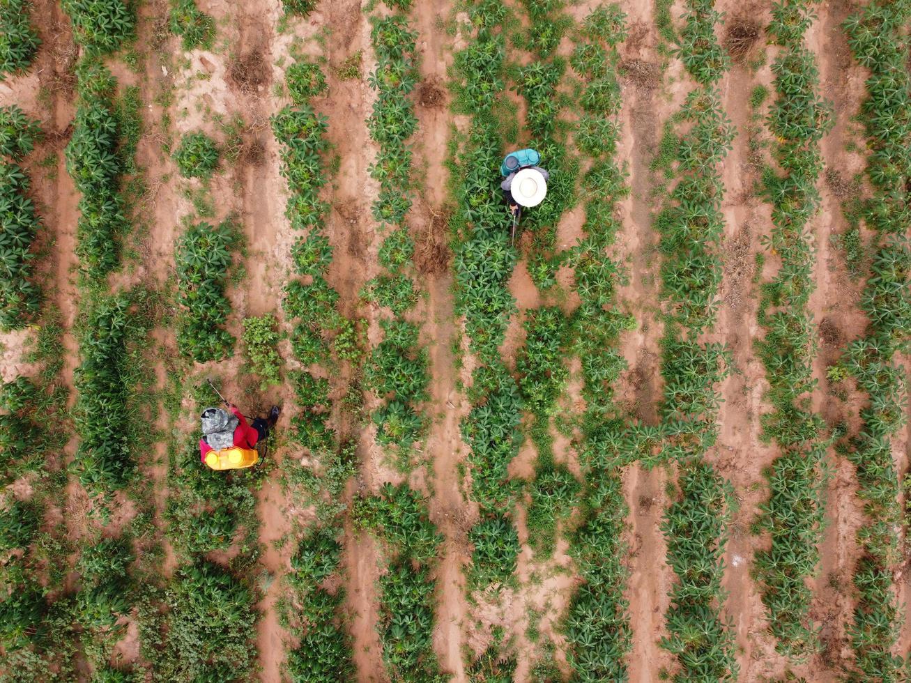 Bauern sprühen giftige Pestizide oder Pestizide auf landwirtschaftliche Flächen. Thema der Unkrautbekämpfung in der industriellen Landwirtschaft. Luftaufnahmen von Drohnen foto