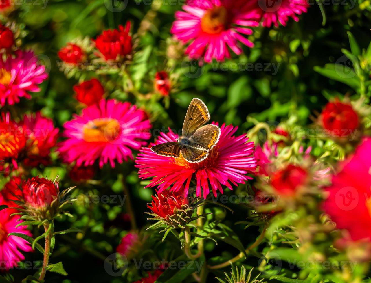 Fotografie zum Thema schöner schwarzer Schmetterling Monarch foto