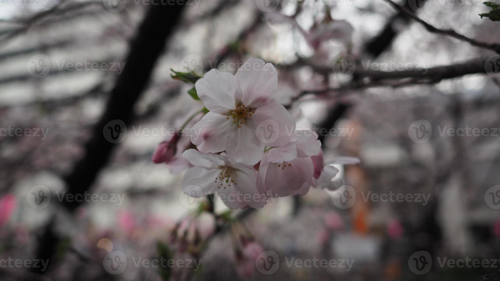 weiße Kirschblüten. Sakura-Bäume in voller Blüte in Meguro Ward Tokyo Japan foto