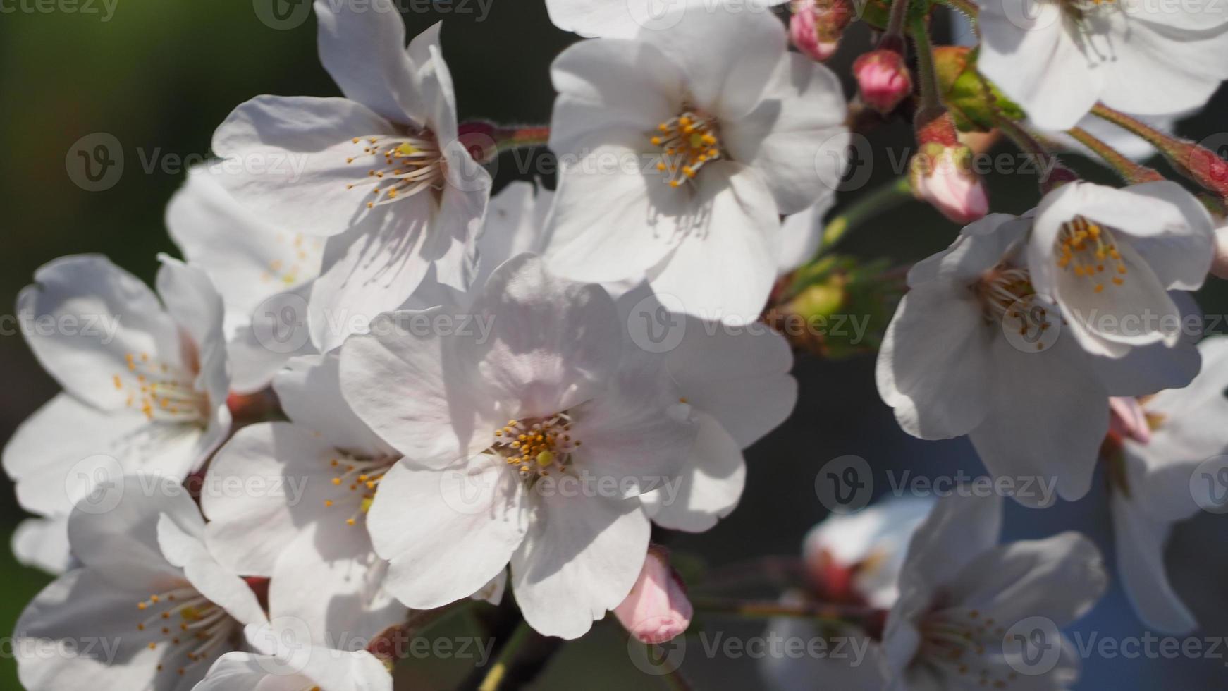 weiße Kirschblüten. Sakura-Bäume in voller Blüte in Meguro Ward Tokyo Japan foto