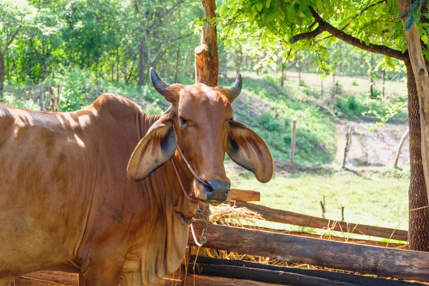 braune Kühe auf einem ländlichen Bauernhof foto