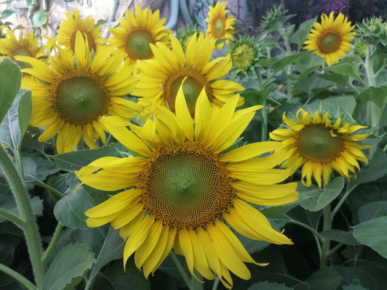 viele sonnenblumen grüne blätter natur clipart grüne blätter foto