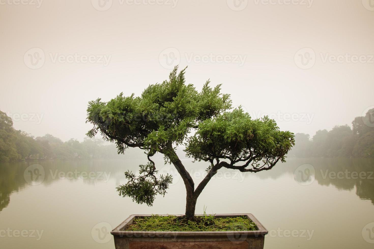 im Zen-Garten ein japanischer Bonsai-Baum in einem Topf. Bonsai ist eine japanische Kunstform, bei der Bäume in Töpfen gezogen werden. foto