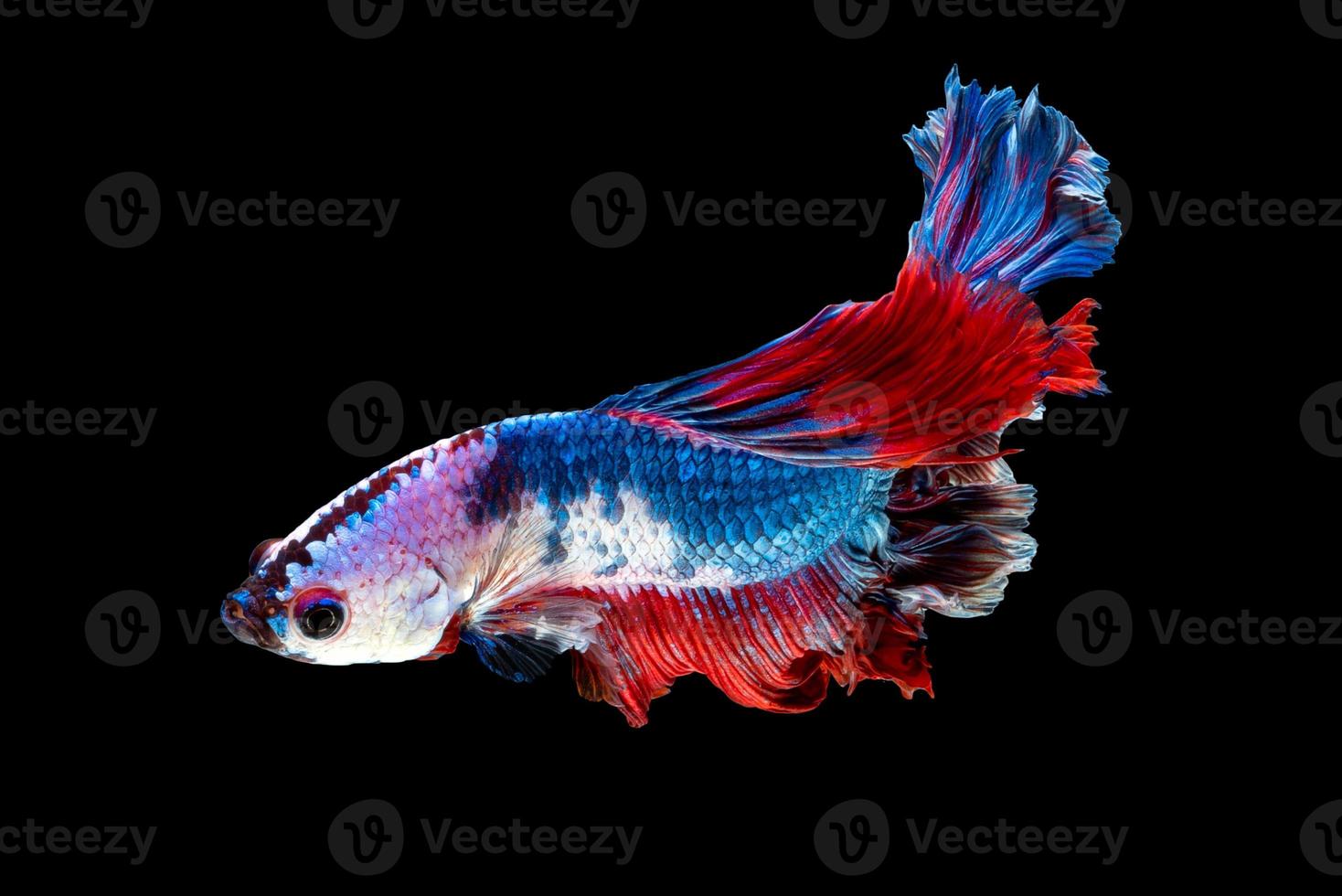 Nahaufnahme Kunstbewegung von Betta-Fischen oder siamesischen Kampffischen auf schwarzem Hintergrund isoliert foto