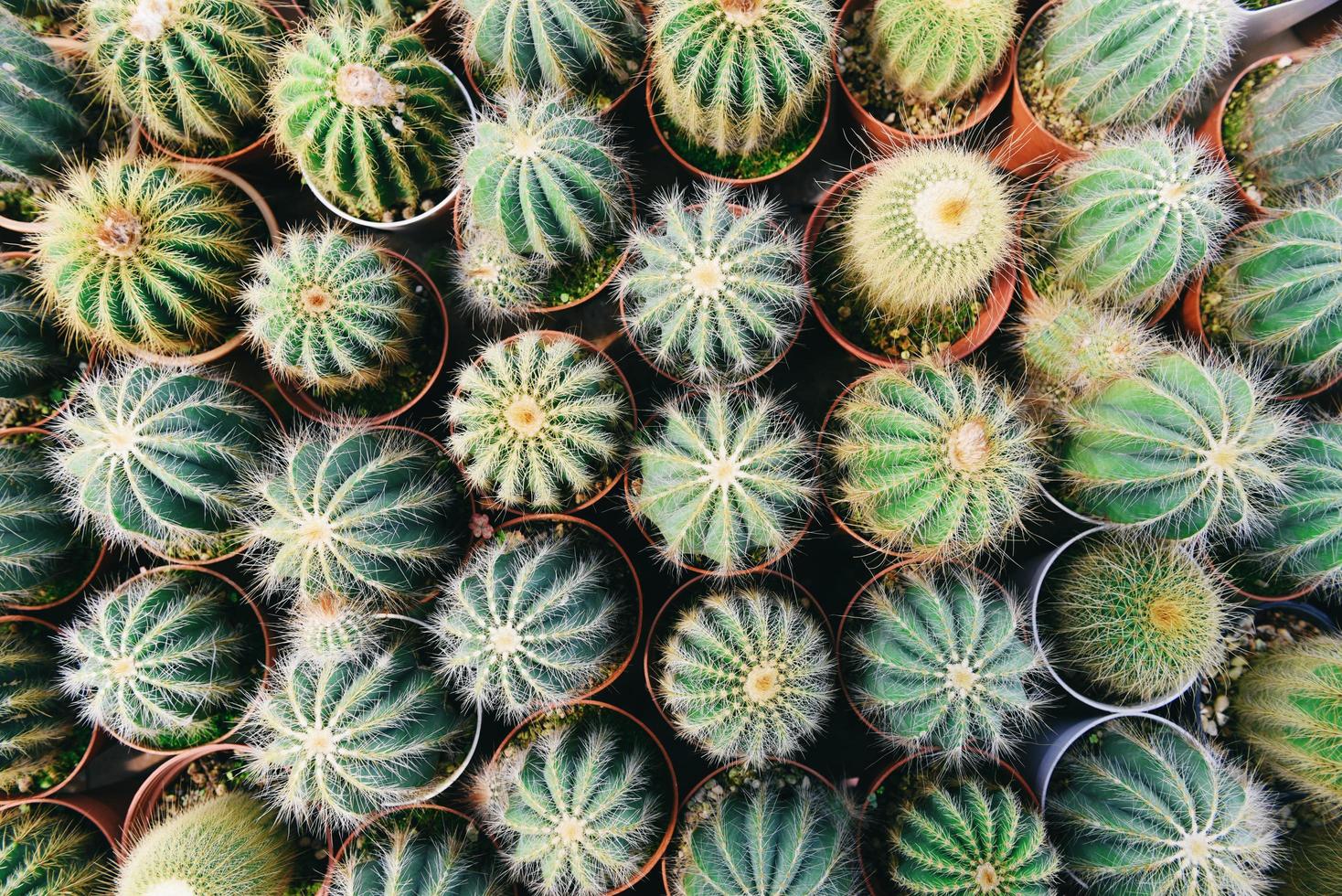Miniatur-Kaktustopf dekorieren im Garten verschiedene Arten schöner Kaktusmarkt oder Kaktusfarm foto