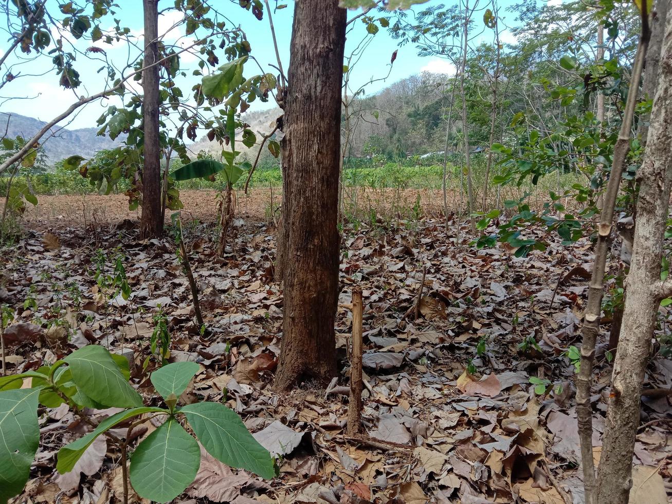 schöne und reizvolle Naturkulisse foto