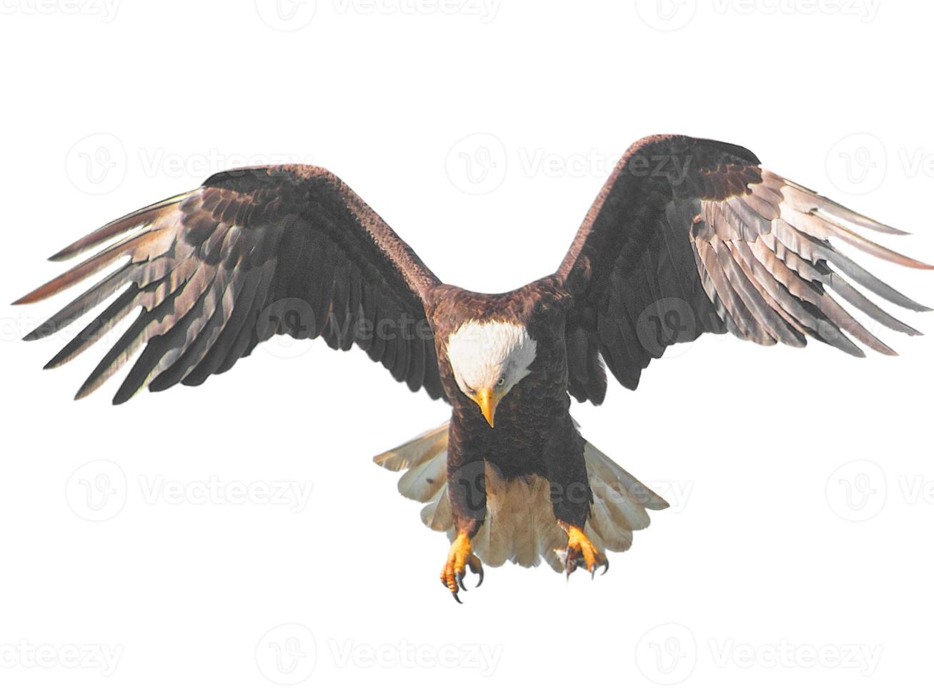 Adler brauner Vogel wenig Lager-Overlay, der in Richtung fliegt, breitet seine Flügel und Federn auf Weiß aus. foto