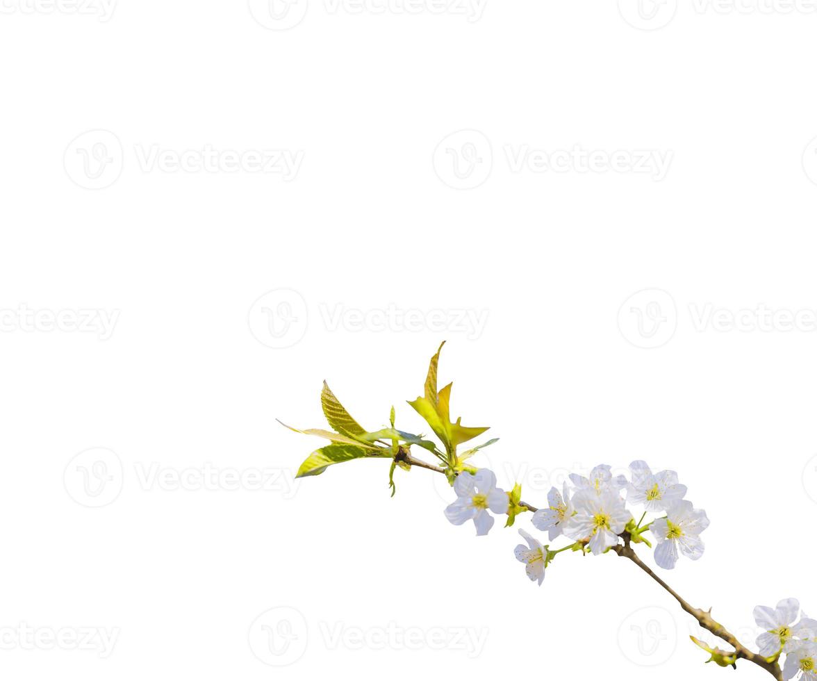 abstrakte weiße und grüne Blattblume blühender Zweig Overlays des Frühlings-Kirschblüten-Baums auf weiß. foto