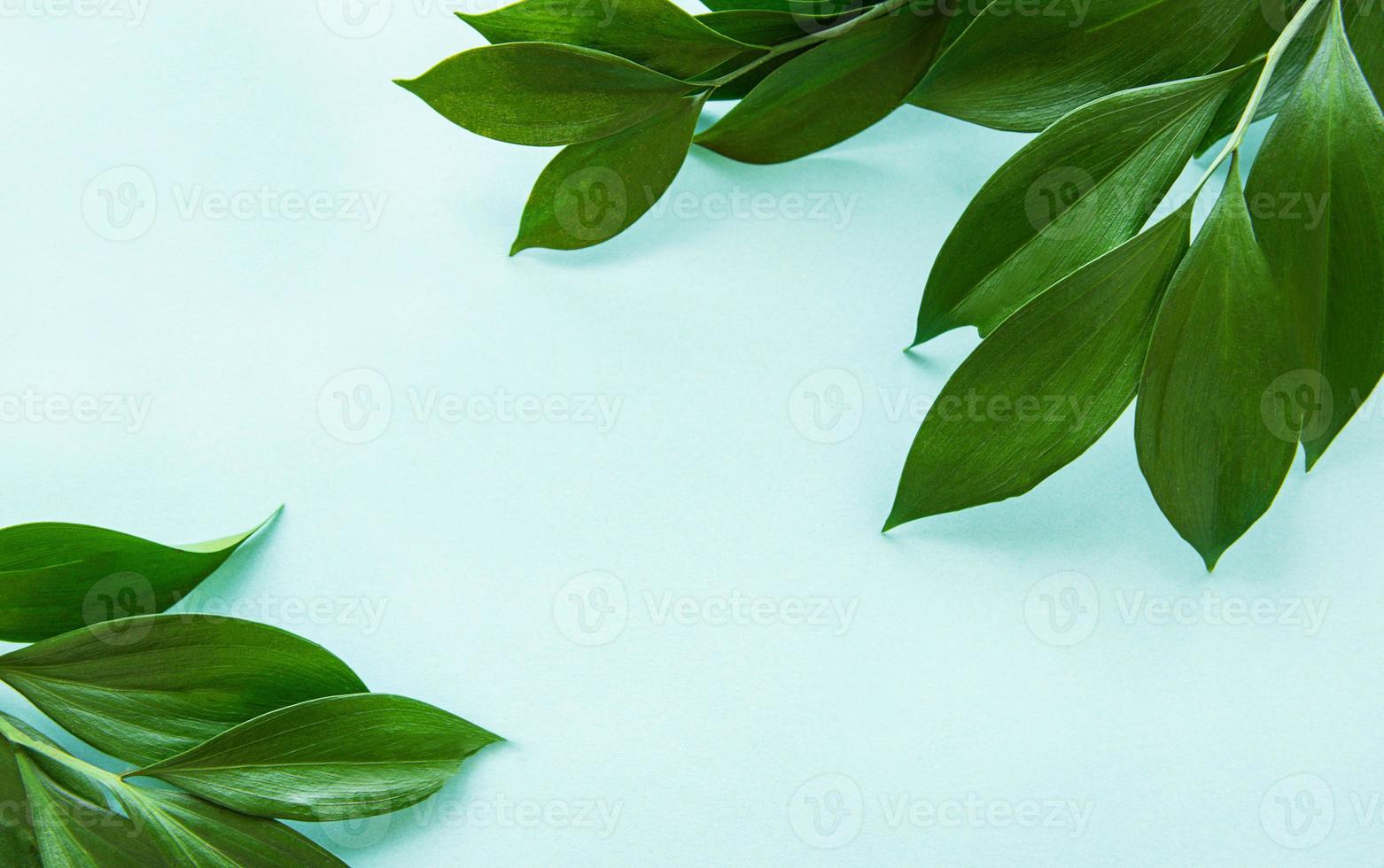 grüne Blätter auf Minzhintergrund foto