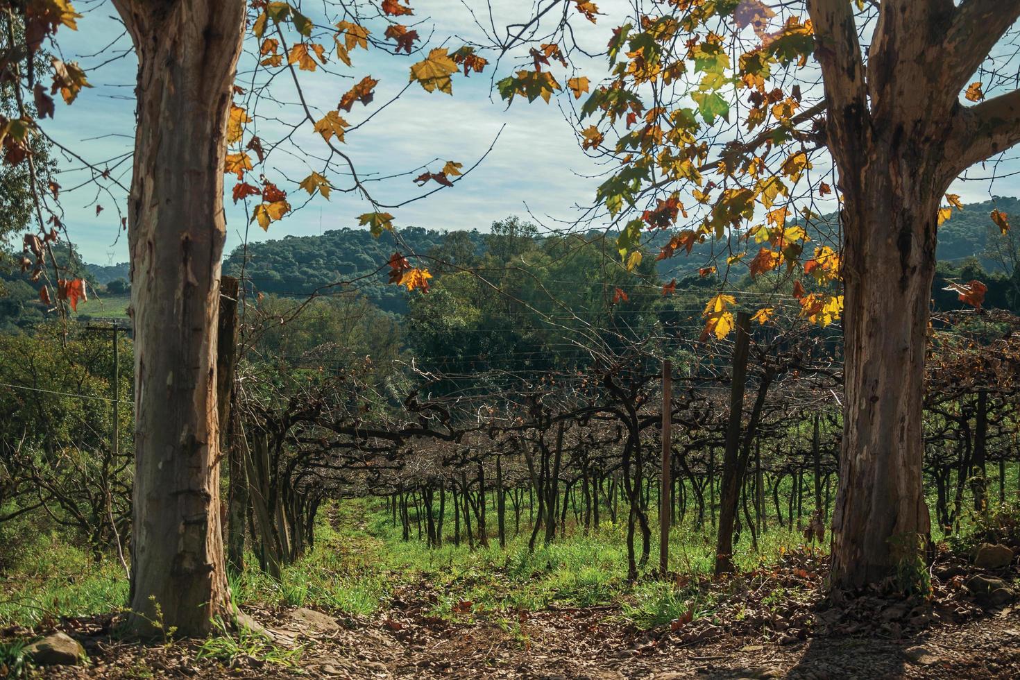 ländliche Landschaft mit Stämmen und Ästen blattloser Weinreben hinter Platanenstämmen, in einem Weinberg in der Nähe von Bento Goncalves. eine freundliche Landstadt im Süden Brasiliens, die für ihre Weinproduktion bekannt ist. foto