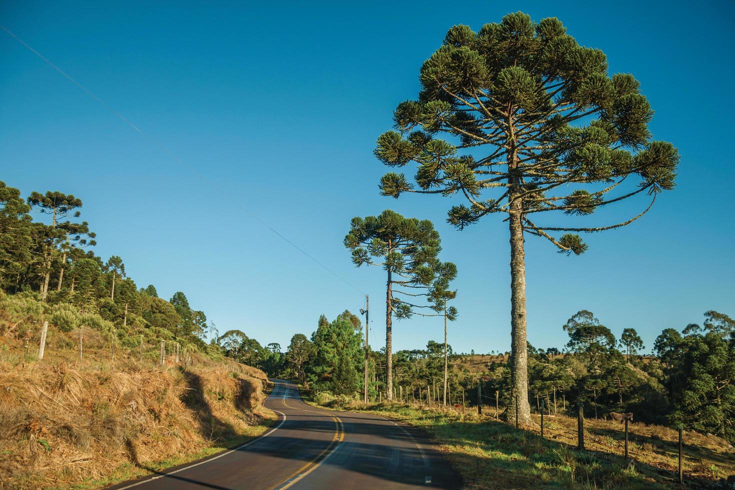 gepflasterte Straße durch ländliches Tiefland namens Pampas neben Bäumen und Stacheldrahtzaun in der Nähe von Cambara do Sul. eine kleine landstadt im süden brasiliens mit erstaunlichen natürlichen touristenattraktionen. foto