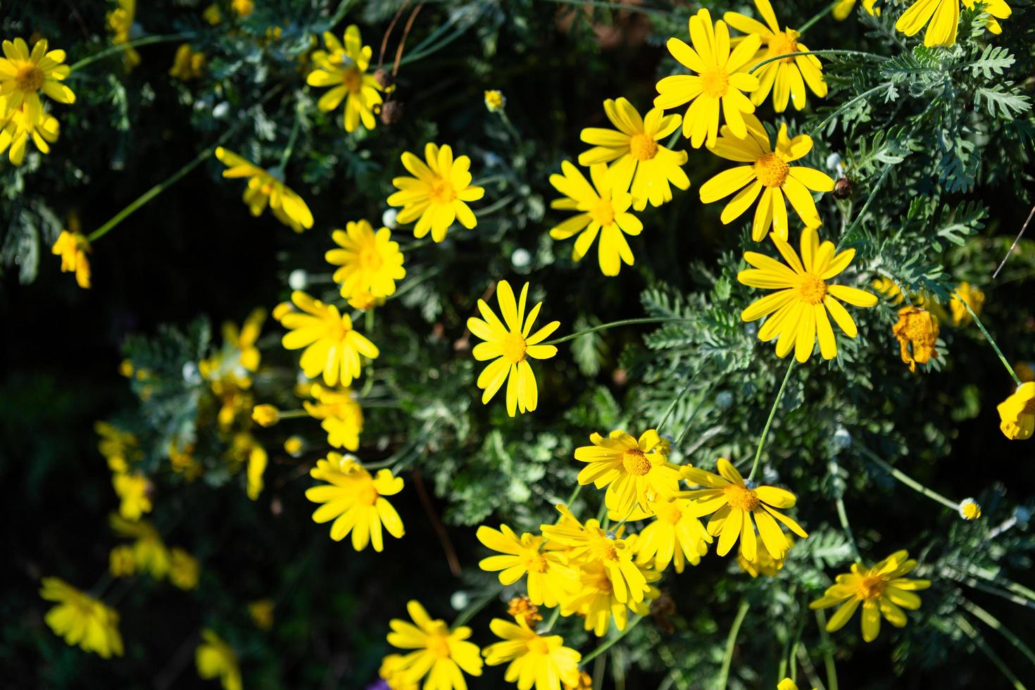 schöne Feldgänseblümchenblume oder Singapur-Gänseblümchengelb auf grüner Grasnatur in einem Frühlingsgarten, schleichendes Ochsenauge foto