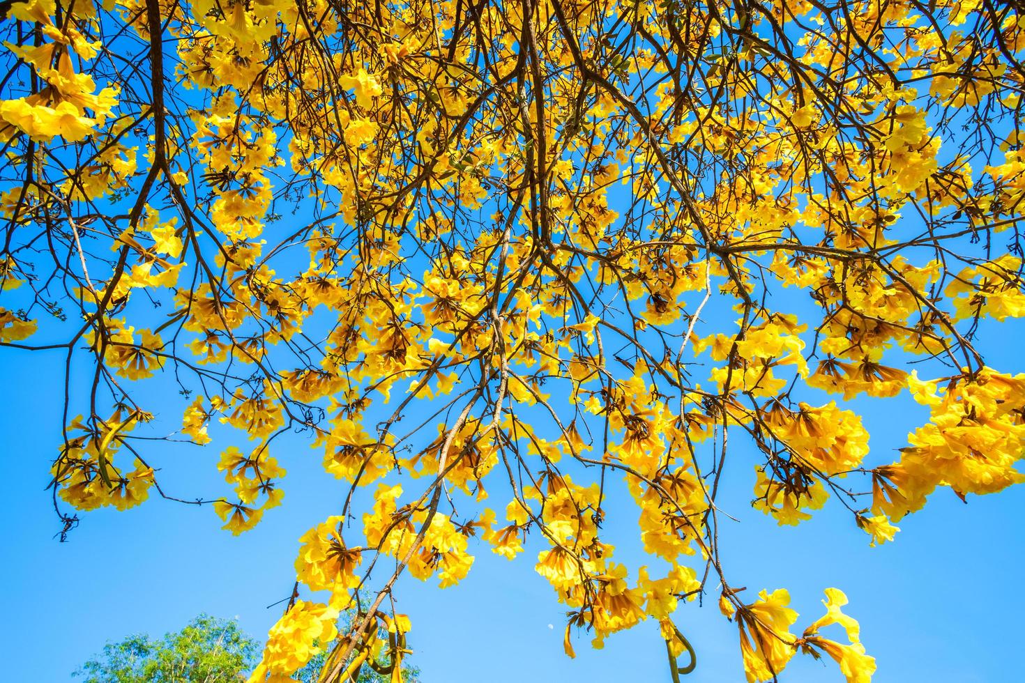 Goldener Trompetenbaum im Park auf blauem Himmelshintergrund. foto