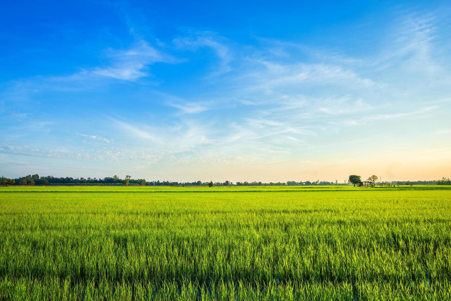 schönes grünes maisfeld mit sonnenunterganghimmelhintergrund. foto