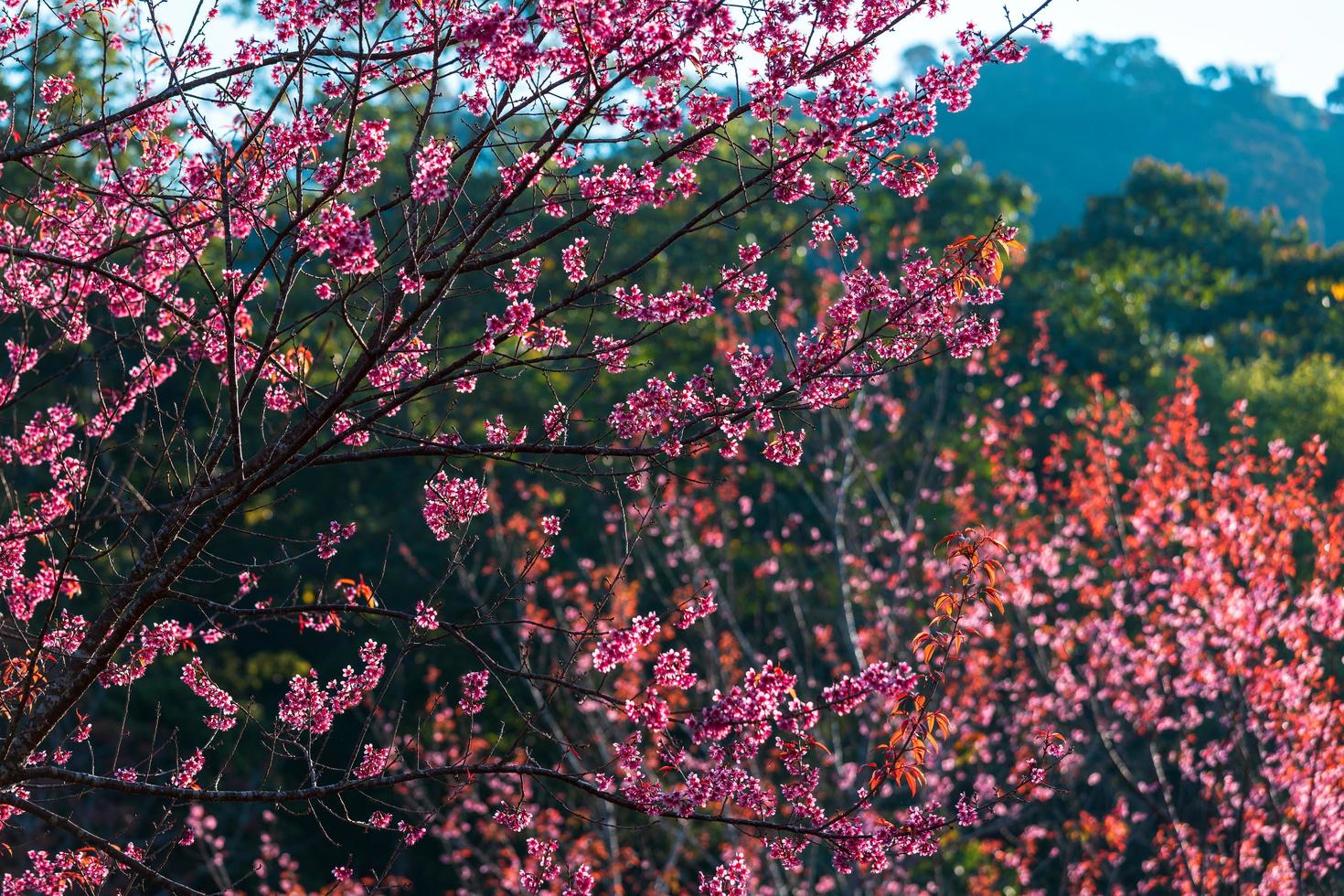 Kirschblüten-Prunus Cerasoides oder wilde Himalaya-Kirsche, riesige Tigerblume in Phu Lom Lo, Phetchaboon, Thailand. foto