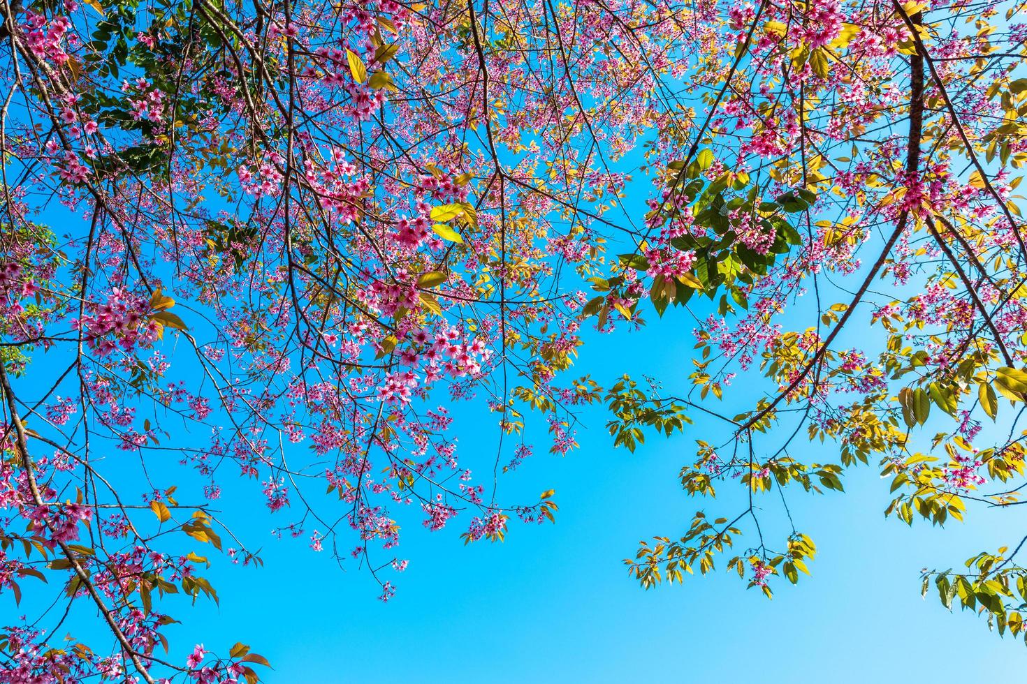 Kirschblüten-Prunus Cerasoides oder wilde Himalaya-Kirsche, riesige Tigerblume in Phu Lom Lo, Phetchaboon, Thailand. foto