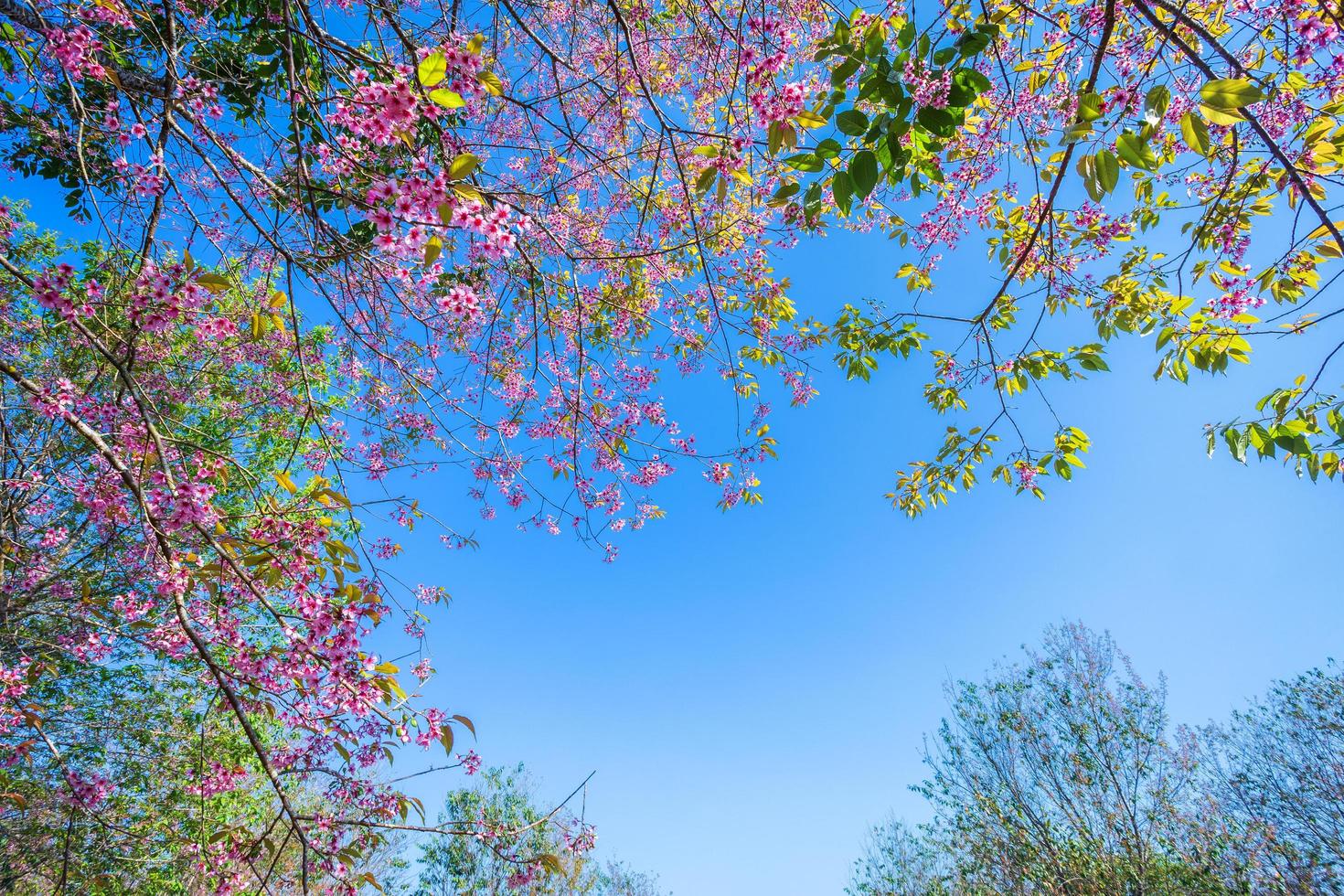 Kirschblüten-Prunus Cerasoides oder wilde Himalaya-Kirsche, riesige Tigerblume in Phu Lom Lo, Phetchaboon, Thailand. foto